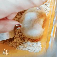 金丝熊最佳喂养方法,金丝熊喂养的正确方法