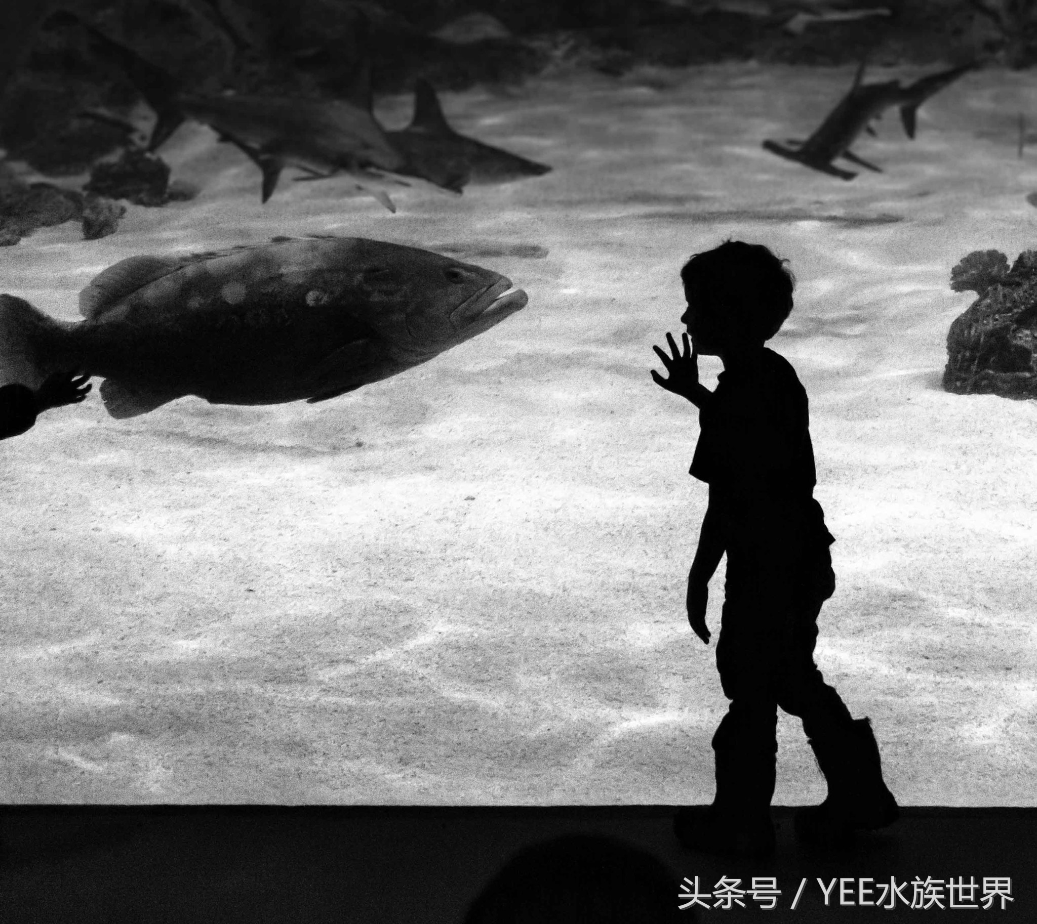 水发白硝化细菌崩溃需要加么,鱼缸硝化细菌崩溃几天能恢复