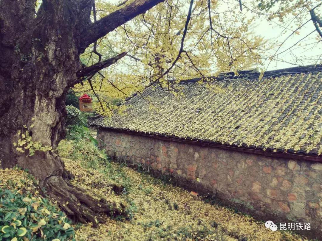 贵州妥乐银杏摄影旅游攻略,妥乐古银杏景区摄影