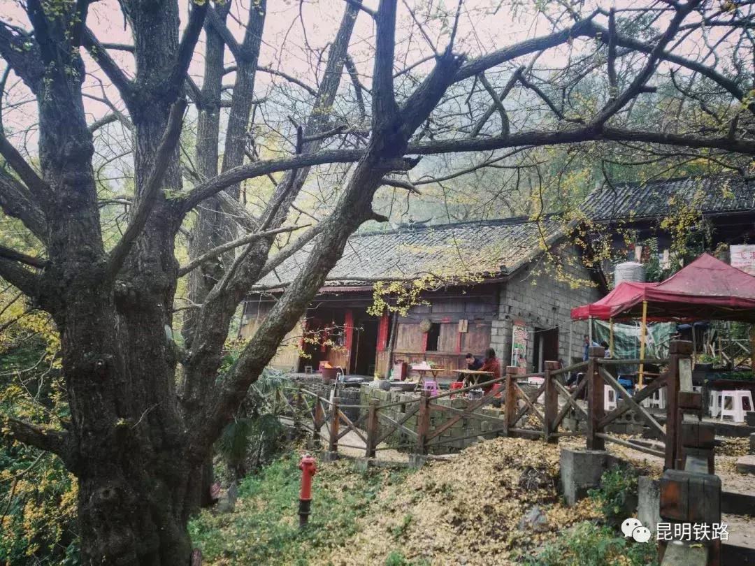 贵州妥乐银杏摄影旅游攻略,妥乐古银杏景区摄影