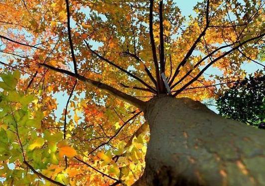 皮肤人逛14届CDA，一定要有所热爱