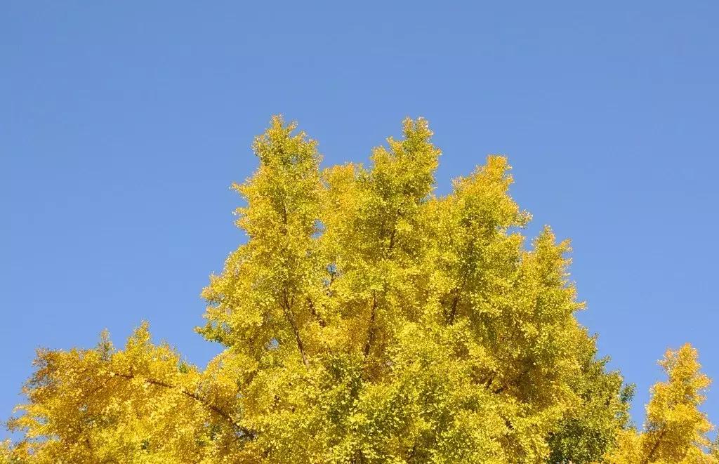 北京公园秋景最佳去处,北京赏秋公园推荐排行榜