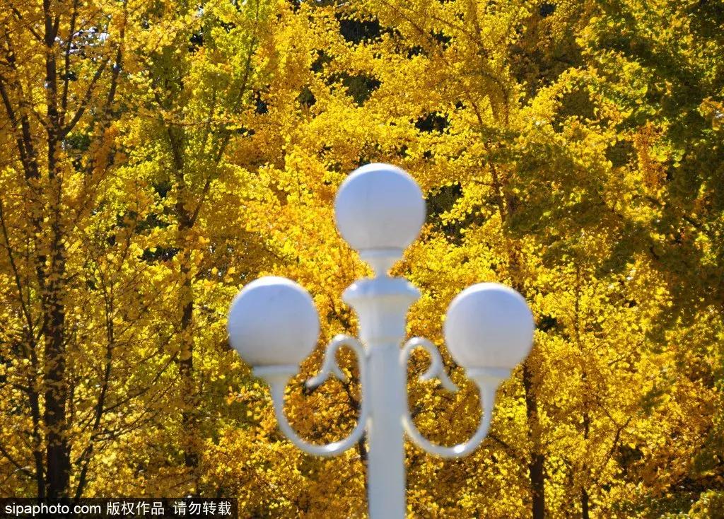 北京公园秋景最佳去处,北京赏秋公园推荐排行榜