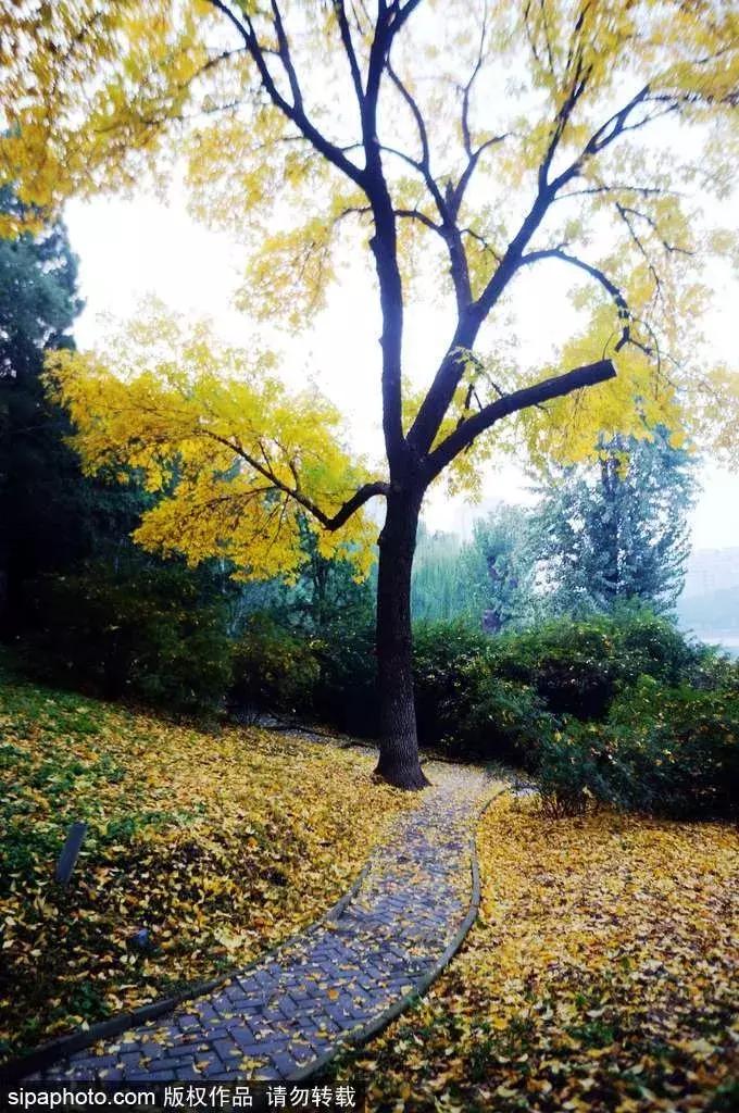 北京公园秋景最佳去处,北京赏秋公园推荐排行榜