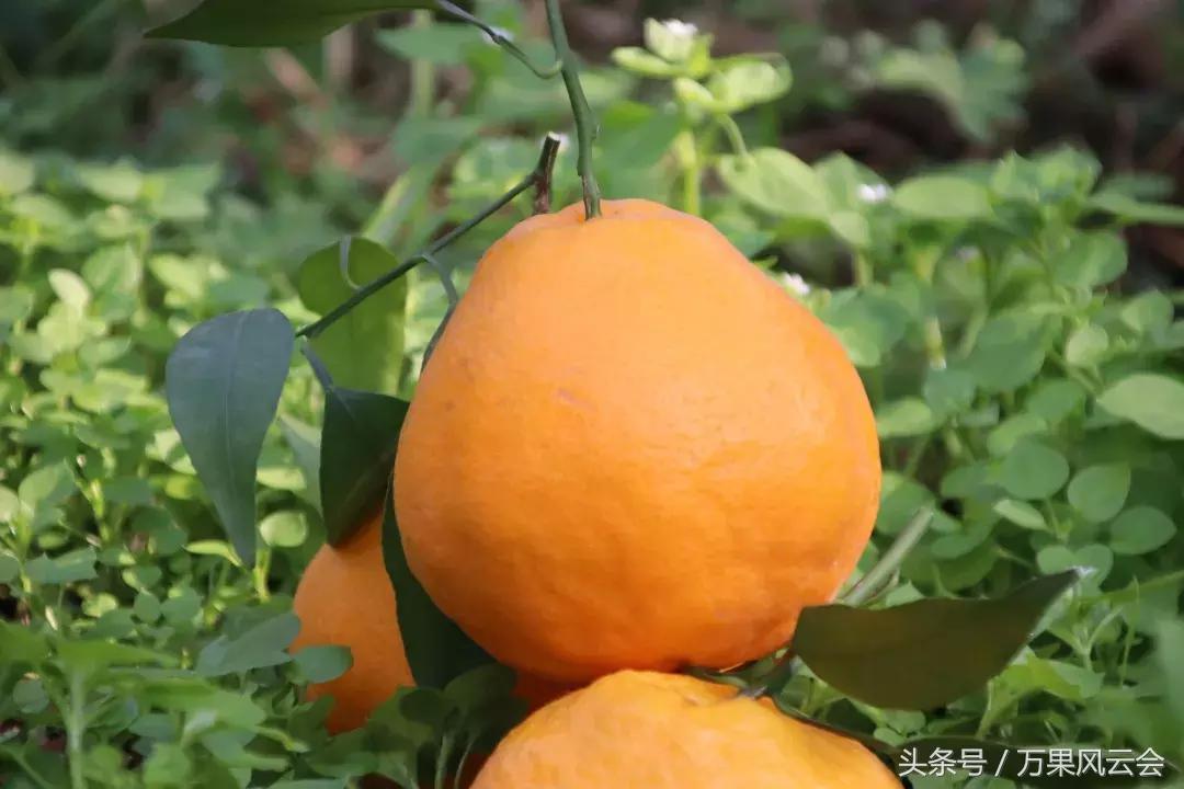 耙耙柑为什么会涨价,耙耙柑近几年行情走势