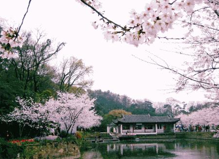 ps如何做花瓣飘落gif,ps怎样制作花瓣飘落的照片