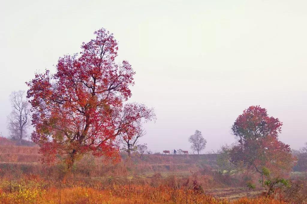 大悟,一个和婺源相媲美的地方,等了一整年的最红秋色终于来了!