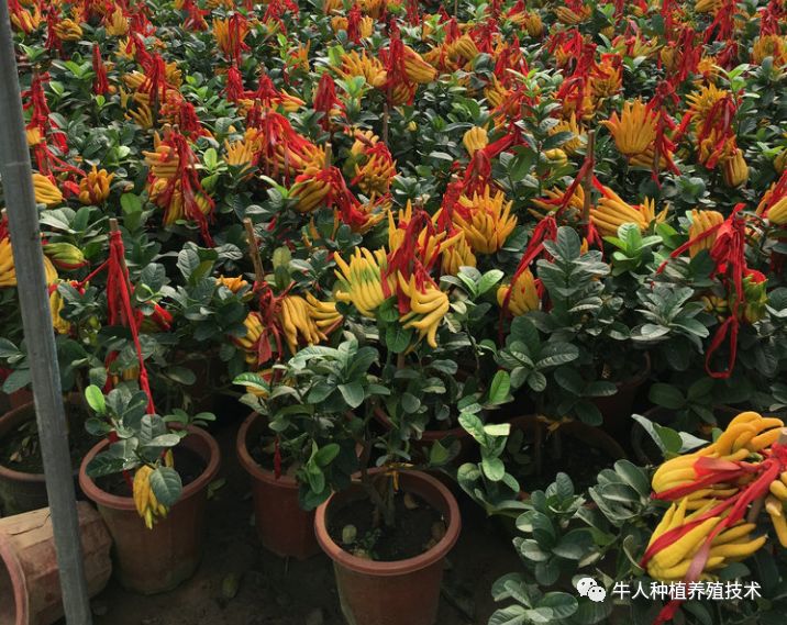 佛手栽培技术大全书籍,佛手栽培技术