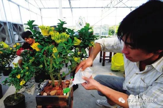 佛手栽培技术大全书籍,佛手栽培技术