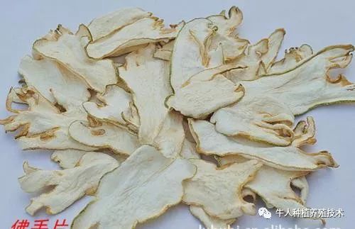 佛手栽培技术大全书籍,佛手栽培技术