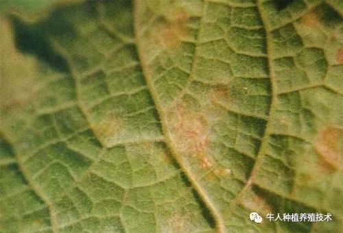 佛手栽培技术大全书籍,佛手栽培技术