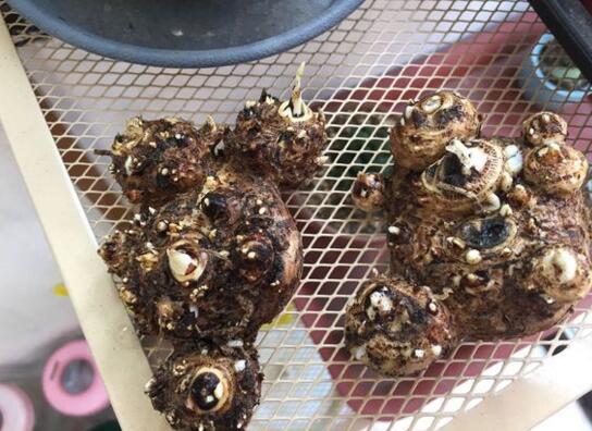 盆栽马蹄莲冬季种球要不要挖出来,马蹄莲枯萎后种球怎么养