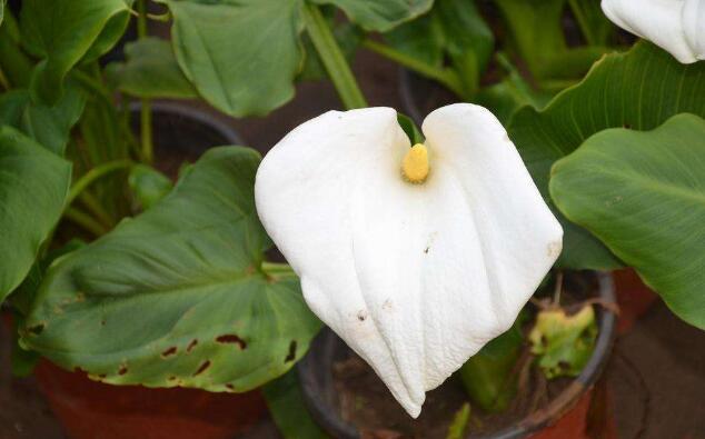 盆栽马蹄莲冬季种球要不要挖出来,马蹄莲枯萎后种球怎么养