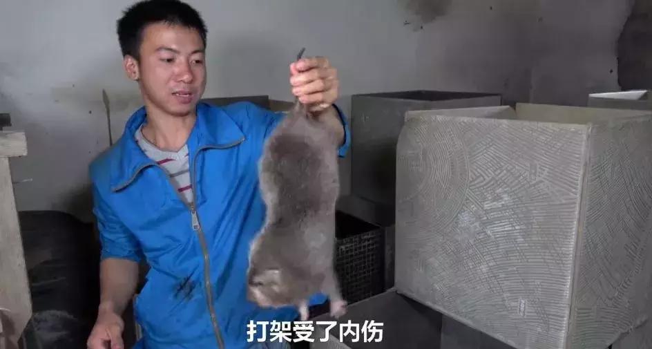 2018年华农兄弟吃的竹鼠,华农兄弟吃竹鼠的一百种理由