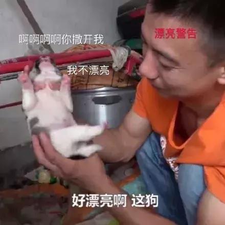 2018年华农兄弟吃的竹鼠,华农兄弟吃竹鼠的一百种理由