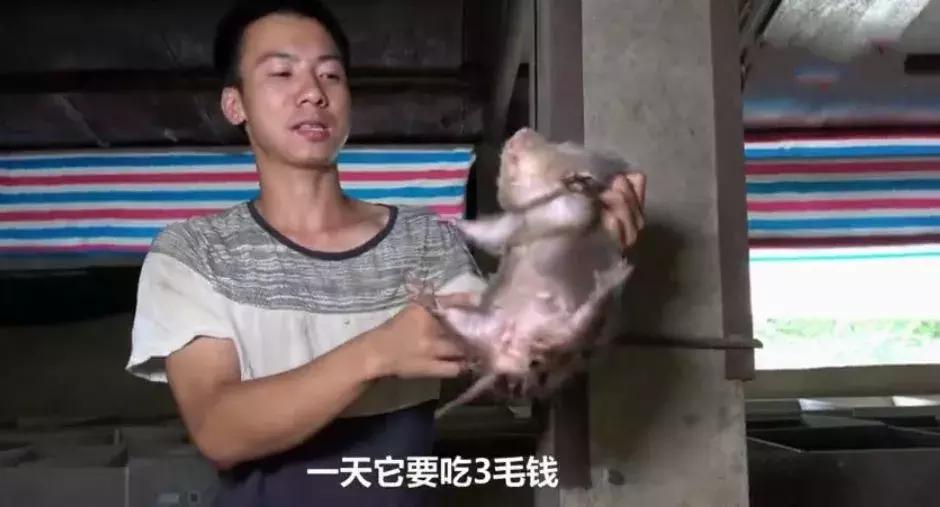 2018年华农兄弟吃的竹鼠,华农兄弟吃竹鼠的一百种理由