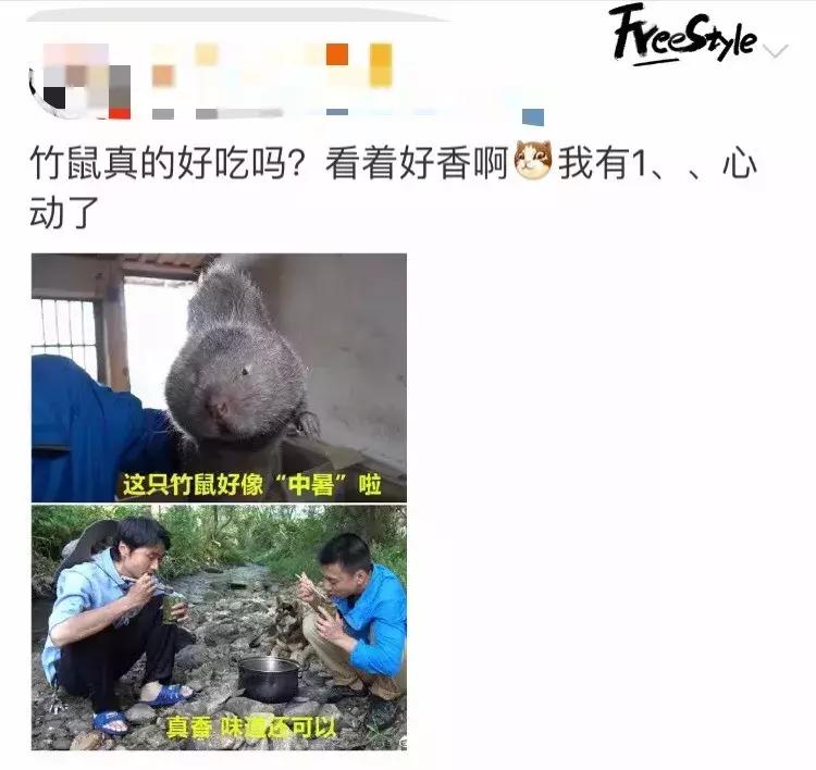 2018年华农兄弟吃的竹鼠,华农兄弟吃竹鼠的一百种理由