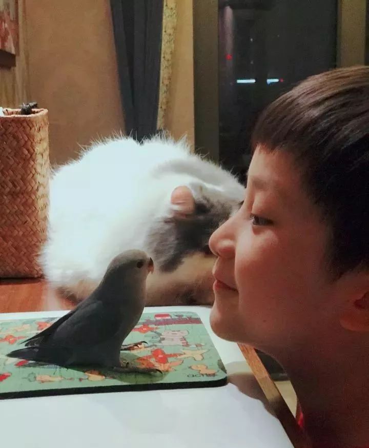 养鹦鹉少走30年弯路,新手养的鹦鹉各优缺点