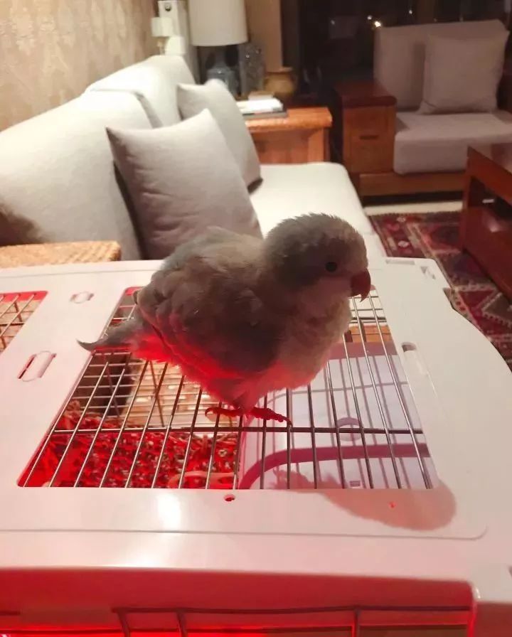 养鹦鹉少走30年弯路,新手养的鹦鹉各优缺点