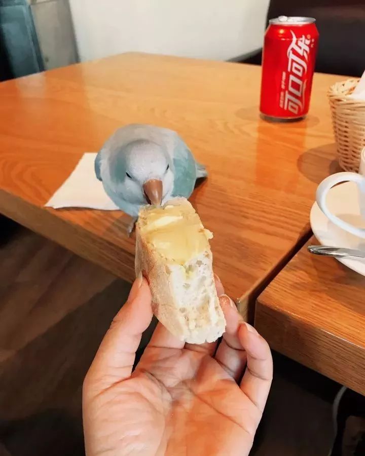 养鹦鹉少走30年弯路,新手养的鹦鹉各优缺点