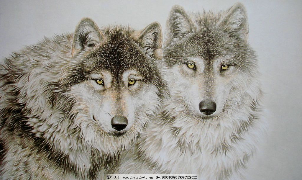 *疆新**野狼谷上演小三闹剧，公狼和别家母狼共处一室，差点红杏出墙