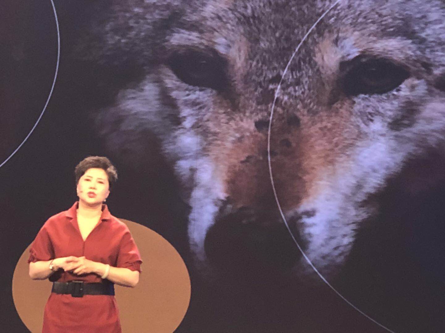 *疆新**野狼谷上演小三闹剧，公狼和别家母狼共处一室，差点红杏出墙