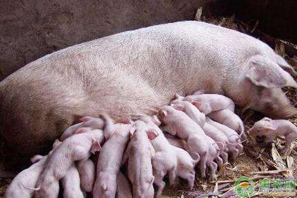 怎样辨别母猪假妊娠,如何预防母猪假怀孕