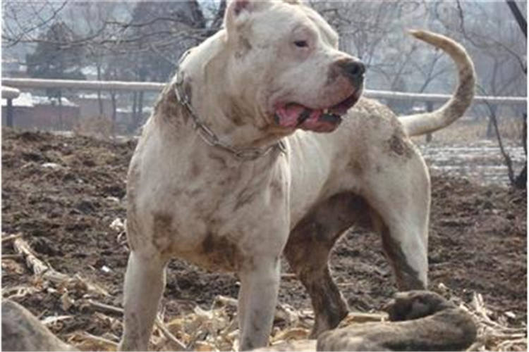 杜高好养活吗,怎么样让杜高变得凶猛