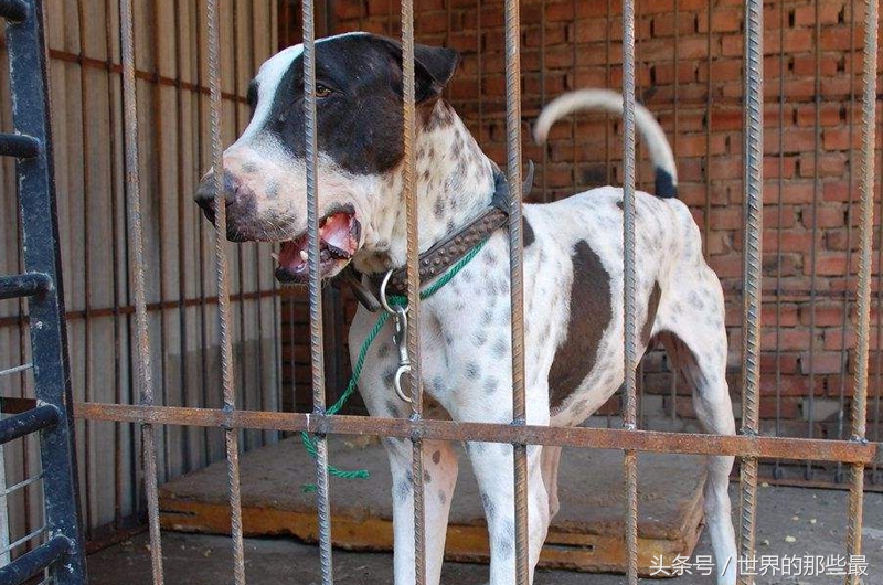 世界十大猛犬排名为啥没有藏獒呢,中国十大猛犬排名可饲养