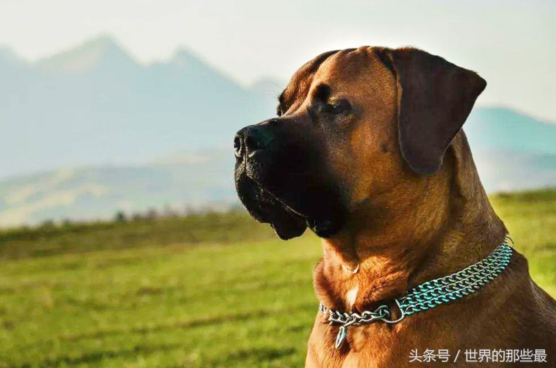 世界十大猛犬排名为啥没有藏獒呢,中国十大猛犬排名可饲养