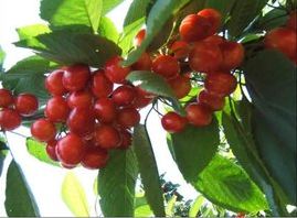 陕北拔丝狗头枣,陕北狗头枣特别推荐