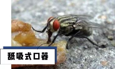 被苍蝇碰过的水还能吃吗,被苍蝇碰过的食物还能吃吗