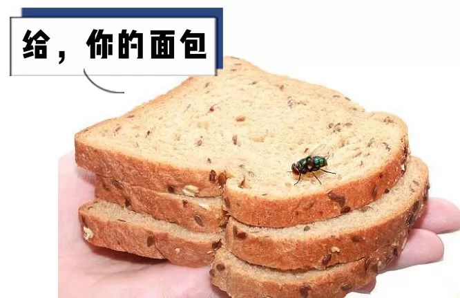 被苍蝇碰过的水还能吃吗,被苍蝇碰过的食物还能吃吗