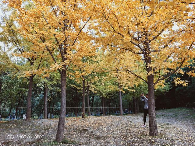 升级后更加值得买，OPPOR15x评测