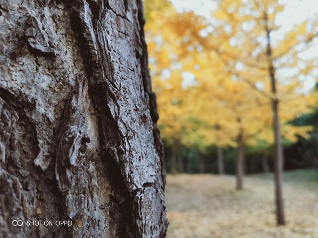 升级后更加值得买，OPPOR15x评测