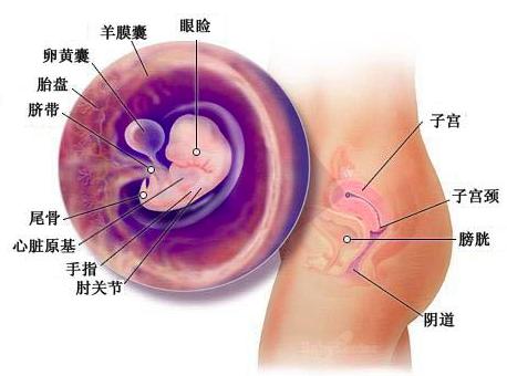 宝宝成长记4,42天宝宝成长记