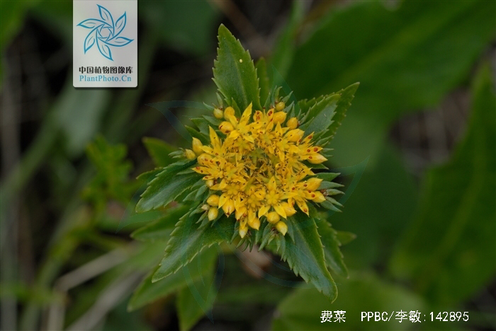 景天三七中药材,景天三七的图片