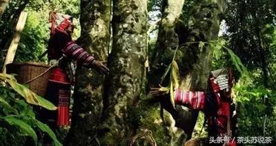 普洱山头茶价格排行,云南普洱最全30有名山头茶