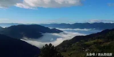 普洱山头茶价格排行,云南普洱最全30有名山头茶