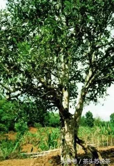 普洱山头茶价格排行,云南普洱最全30有名山头茶