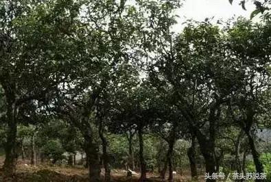 普洱山头茶价格排行,云南普洱最全30有名山头茶