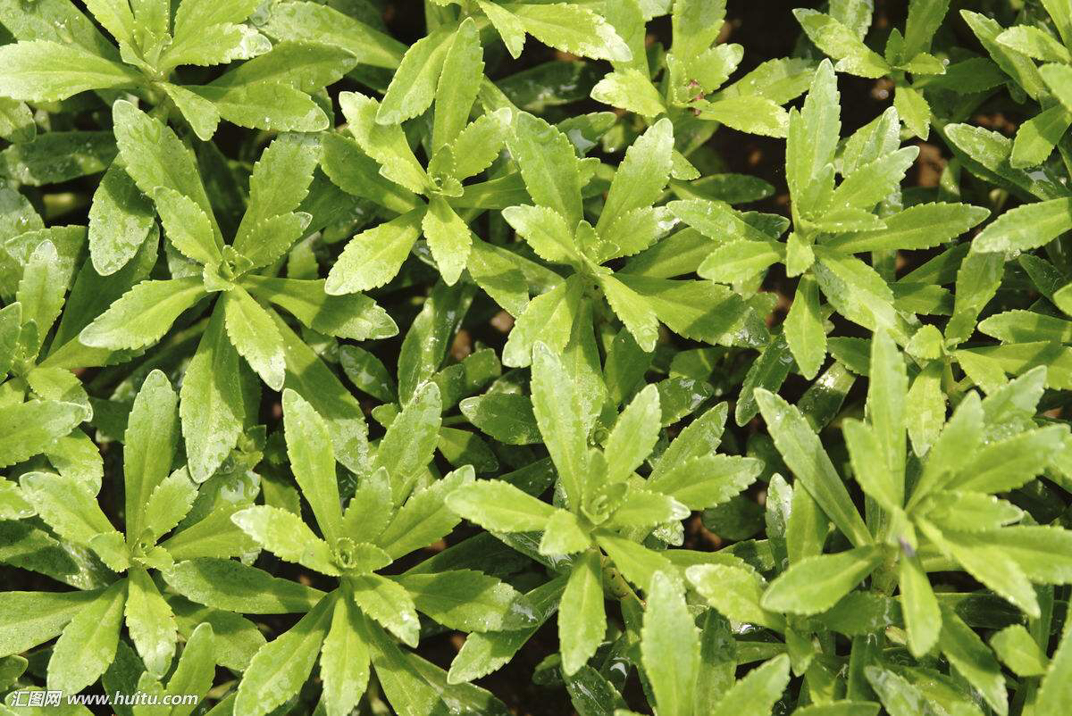 景天三七中药材,景天三七的图片