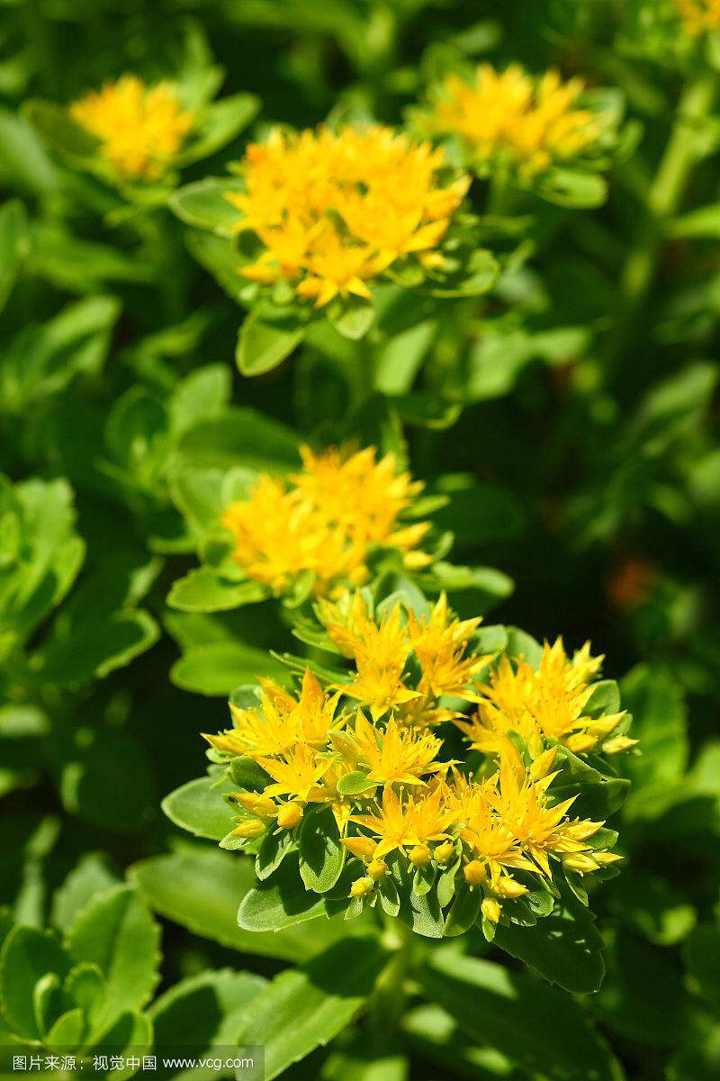 景天三七中药材,景天三七的图片