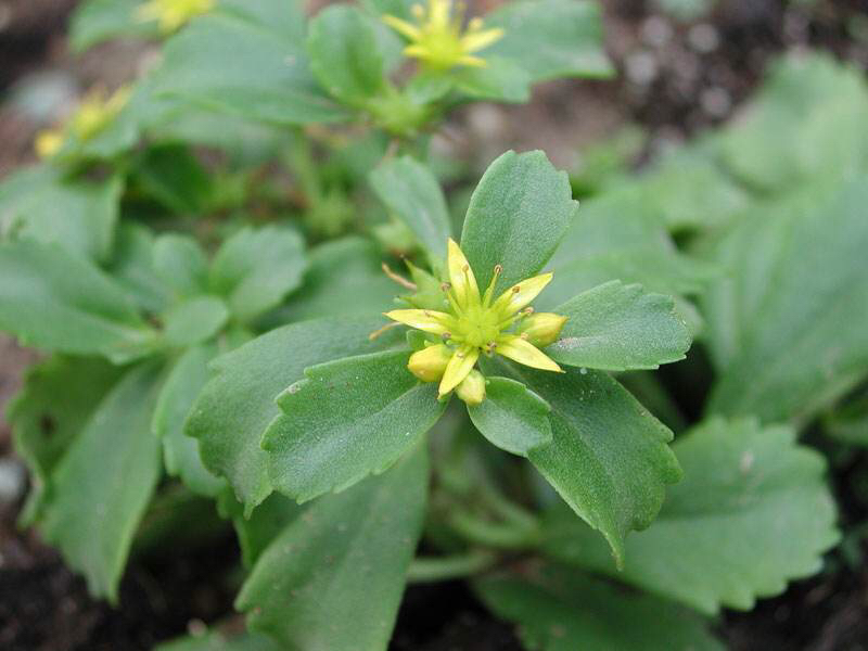 景天三七中药材,景天三七的图片