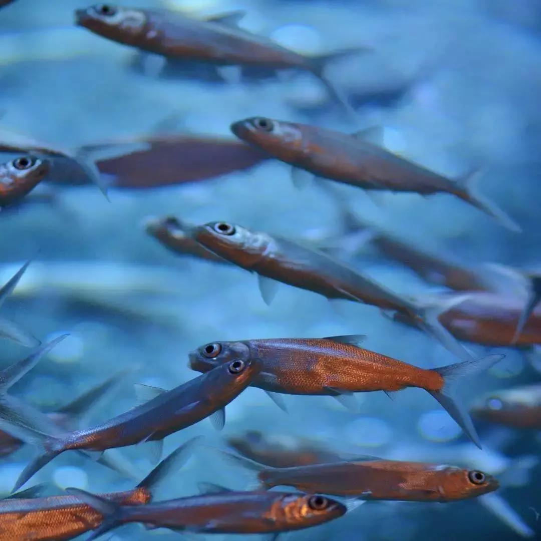 鲨鱼海豚亲子游攻略 (凤岭水世界游玩攻略)