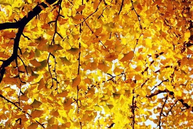 济南最美的银杏地图,济南看银杏最好的地方