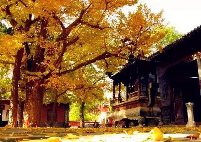 济南最美的银杏地图,济南看银杏最好的地方