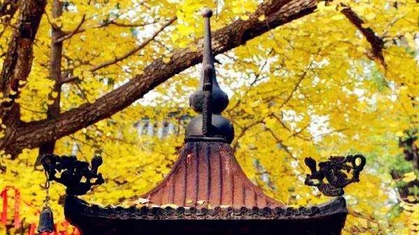 济南最美的银杏地图,济南看银杏最好的地方