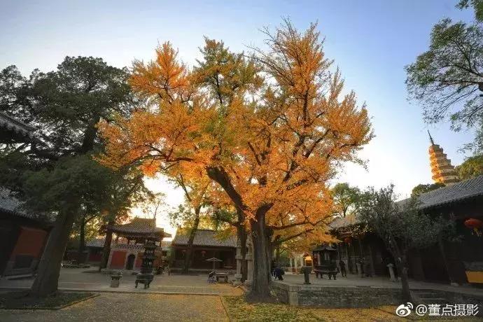 济南最美的银杏地图,济南看银杏最好的地方