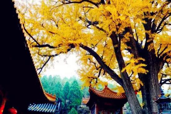 济南最美的银杏地图,济南看银杏最好的地方